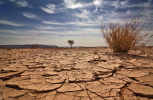 Desert_Drought_Copyright_Diane_Douglas.JPG